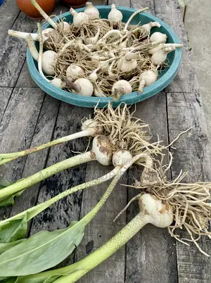 Blood Lily / May Flower / Football Lily