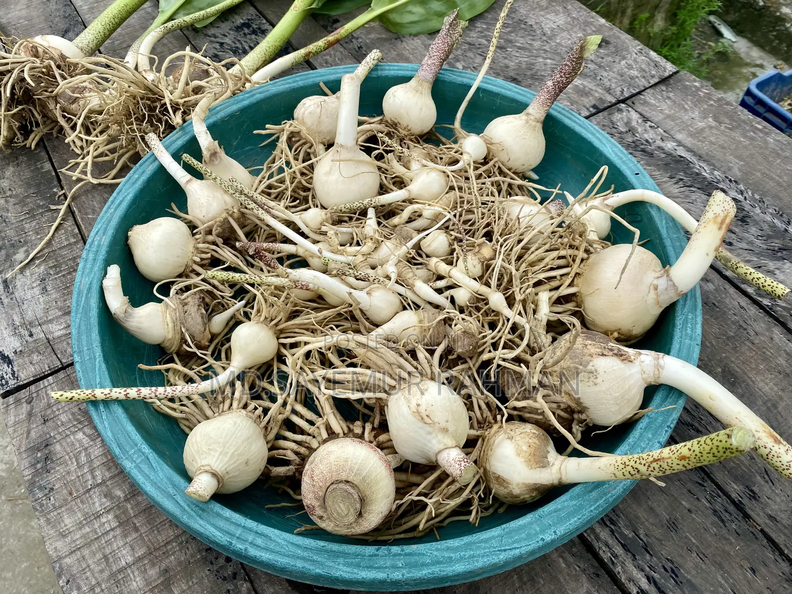 Blood Lily / May Flower / Football Lily