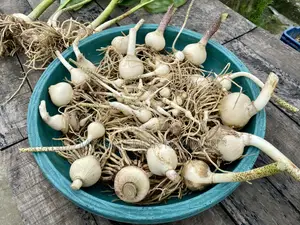 Blood Lily / May Flower / Football Lily