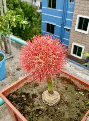 Blood Lily / May Flower / Football Lily