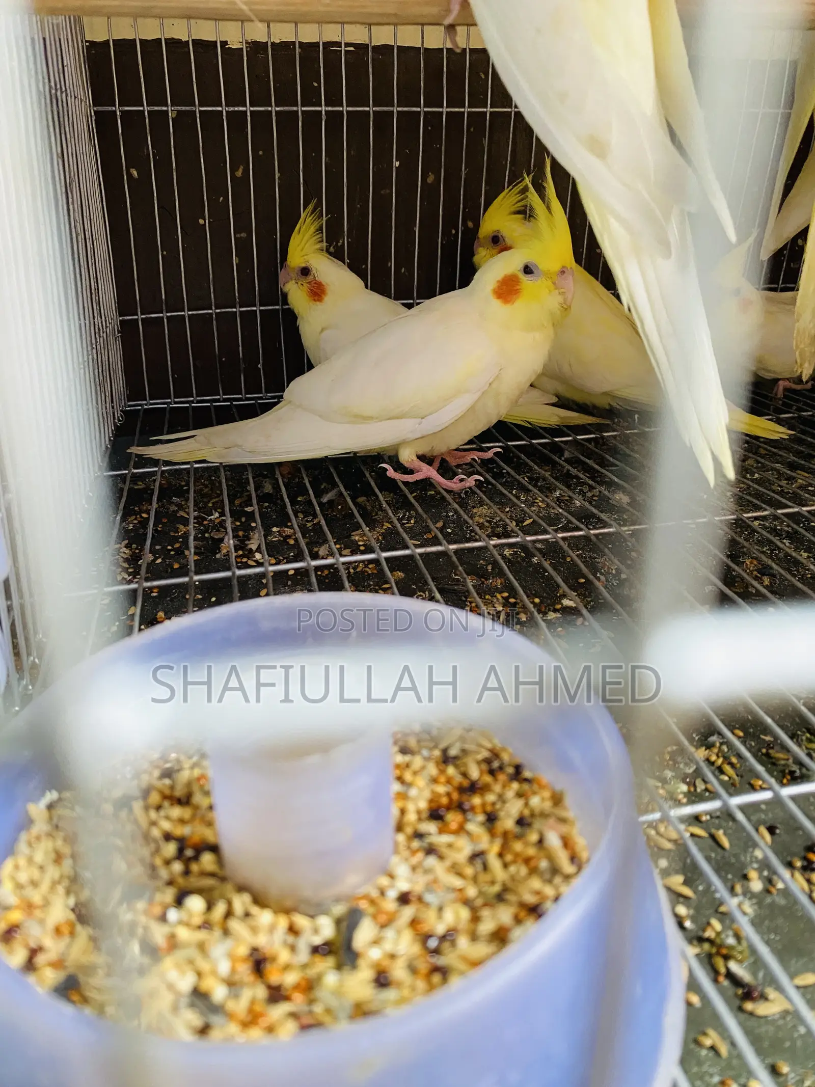 Lutino Cockatiel and Lutino Pearl Cockatiel