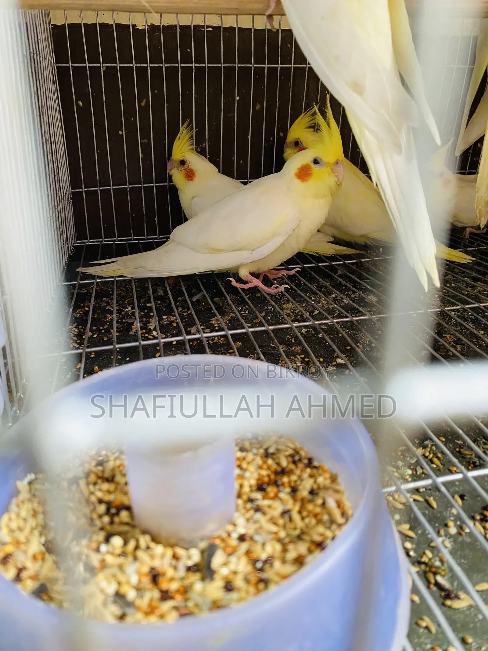 Lutino Pearl Cockatiel