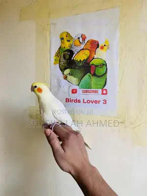 Lutino Cockatiel and Lutino Pearl Cockatiel