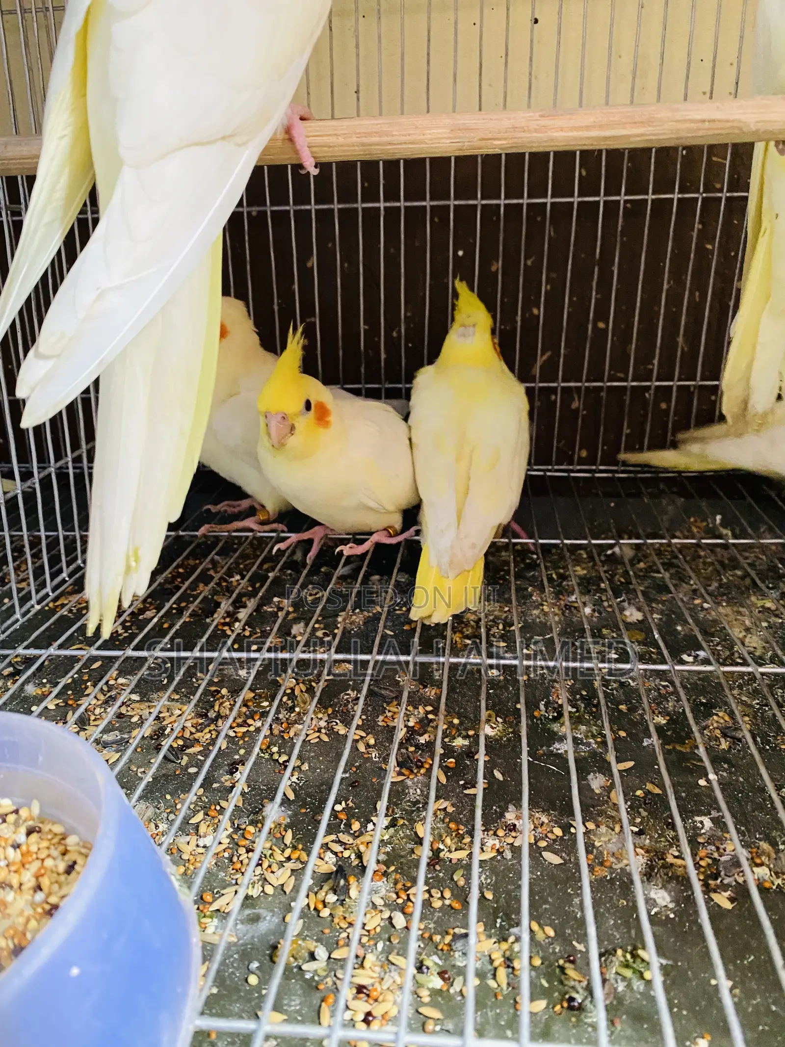 Lutino Cockatiel and Lutino Pearl Cockatiel