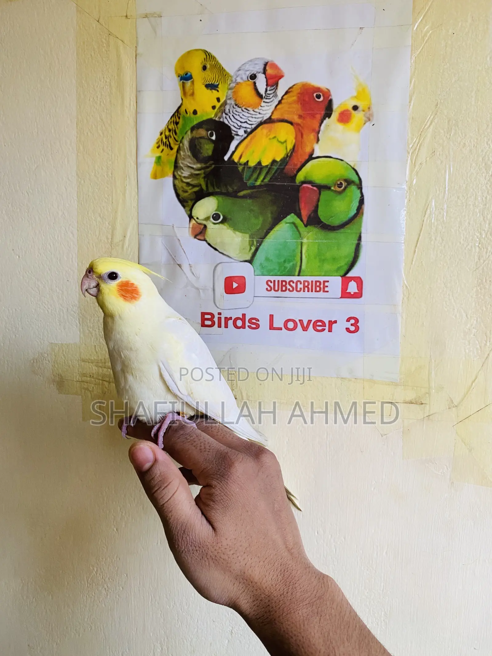 Lutino Cockatiel and Lutino Pearl Cockatiel