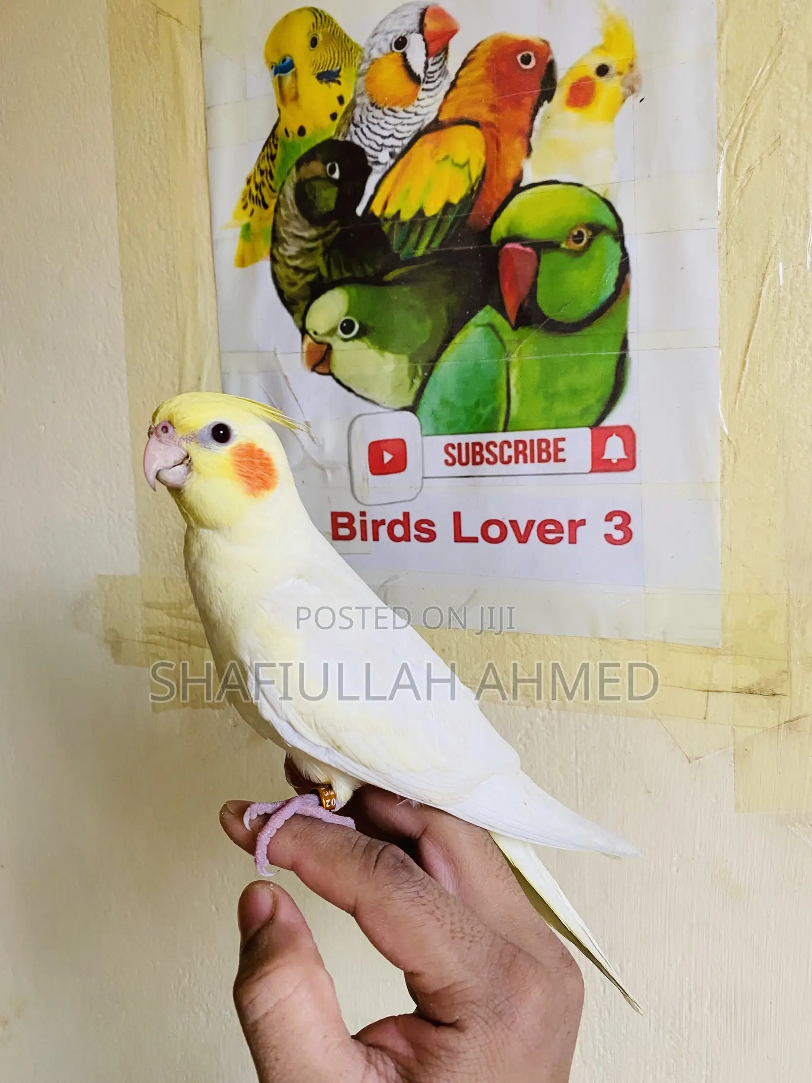 Lutino Cockatiel and Lutino Pearl Cockatiel