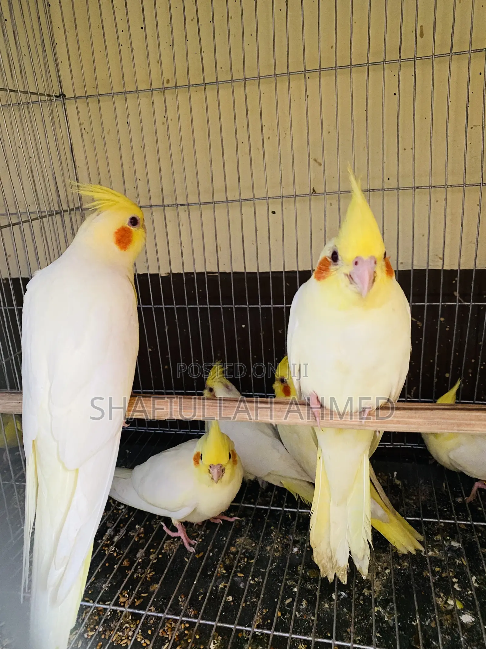 Lutino Cockatiel and Lutino Pearl Cockatiel