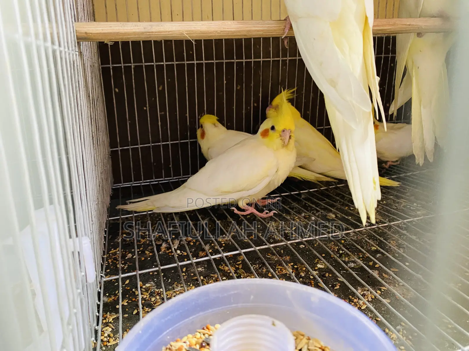 Lutino Cockatiel and Lutino Pearl Cockatiel