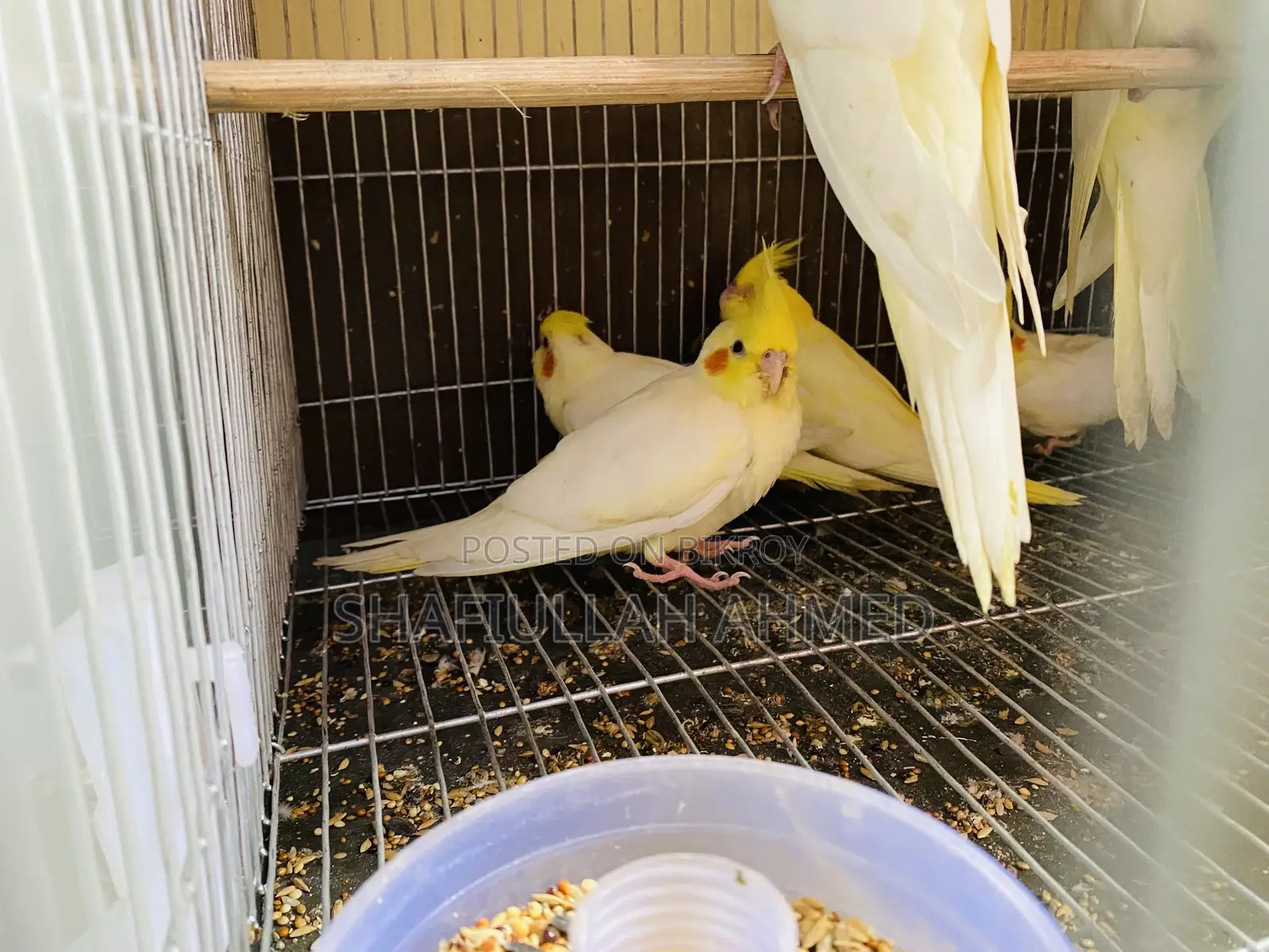 Lutino Pearl Cockatiel
