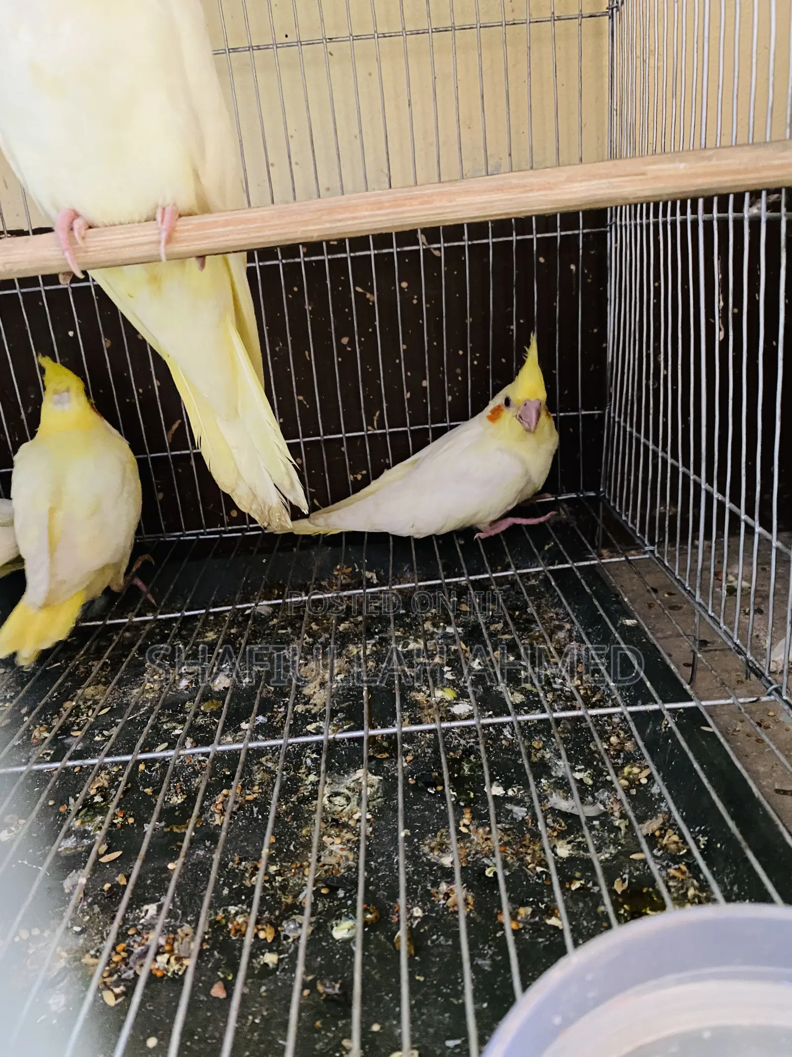 Lutino Cockatiel and Lutino Pearl Cockatiel