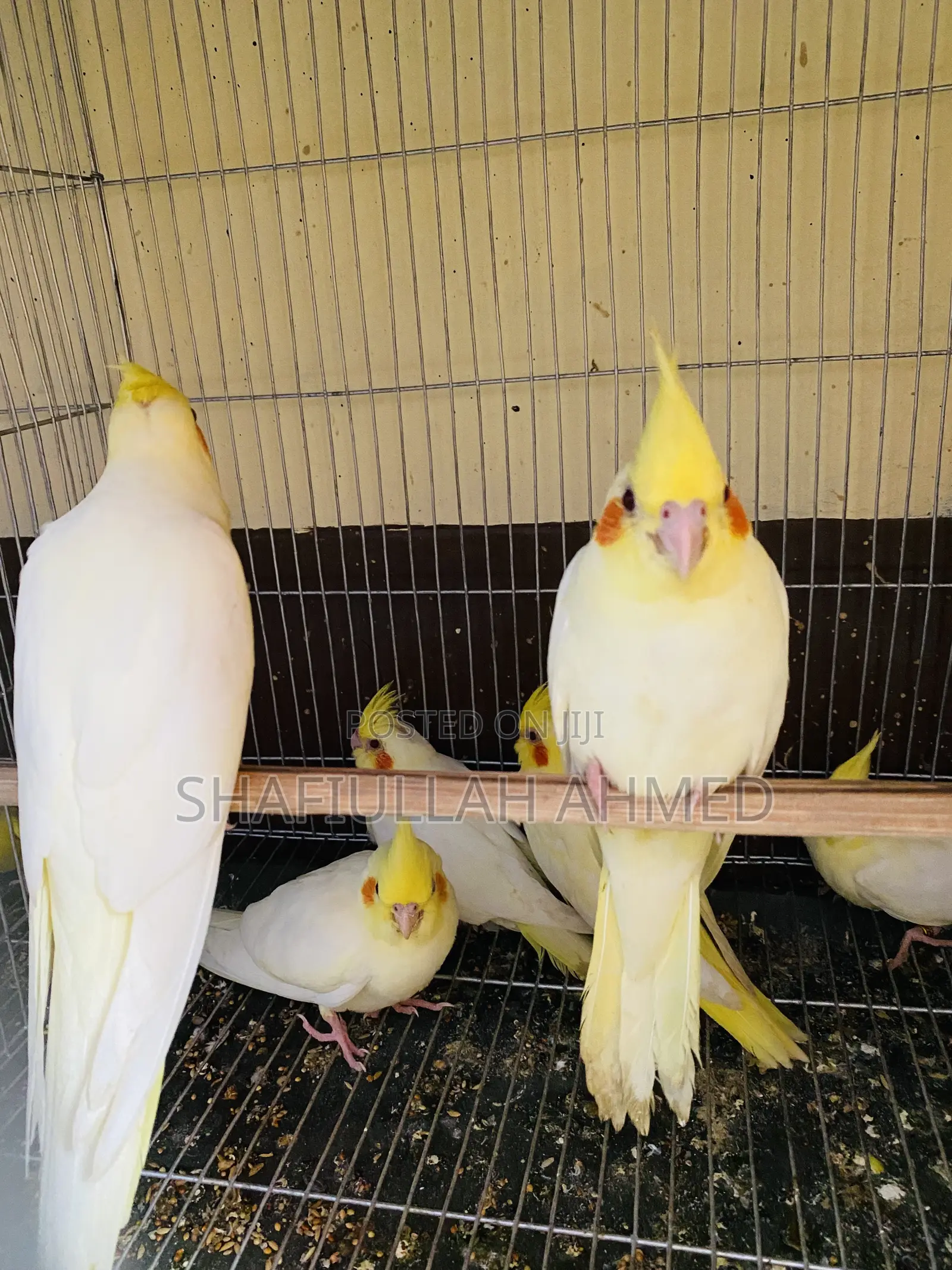 Lutino Cockatiel and Lutino Pearl Cockatiel