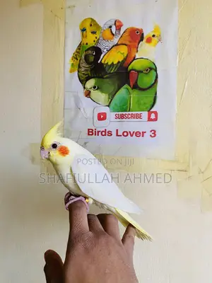 Lutino Cockatiel and Lutino Pearl Cockatiel