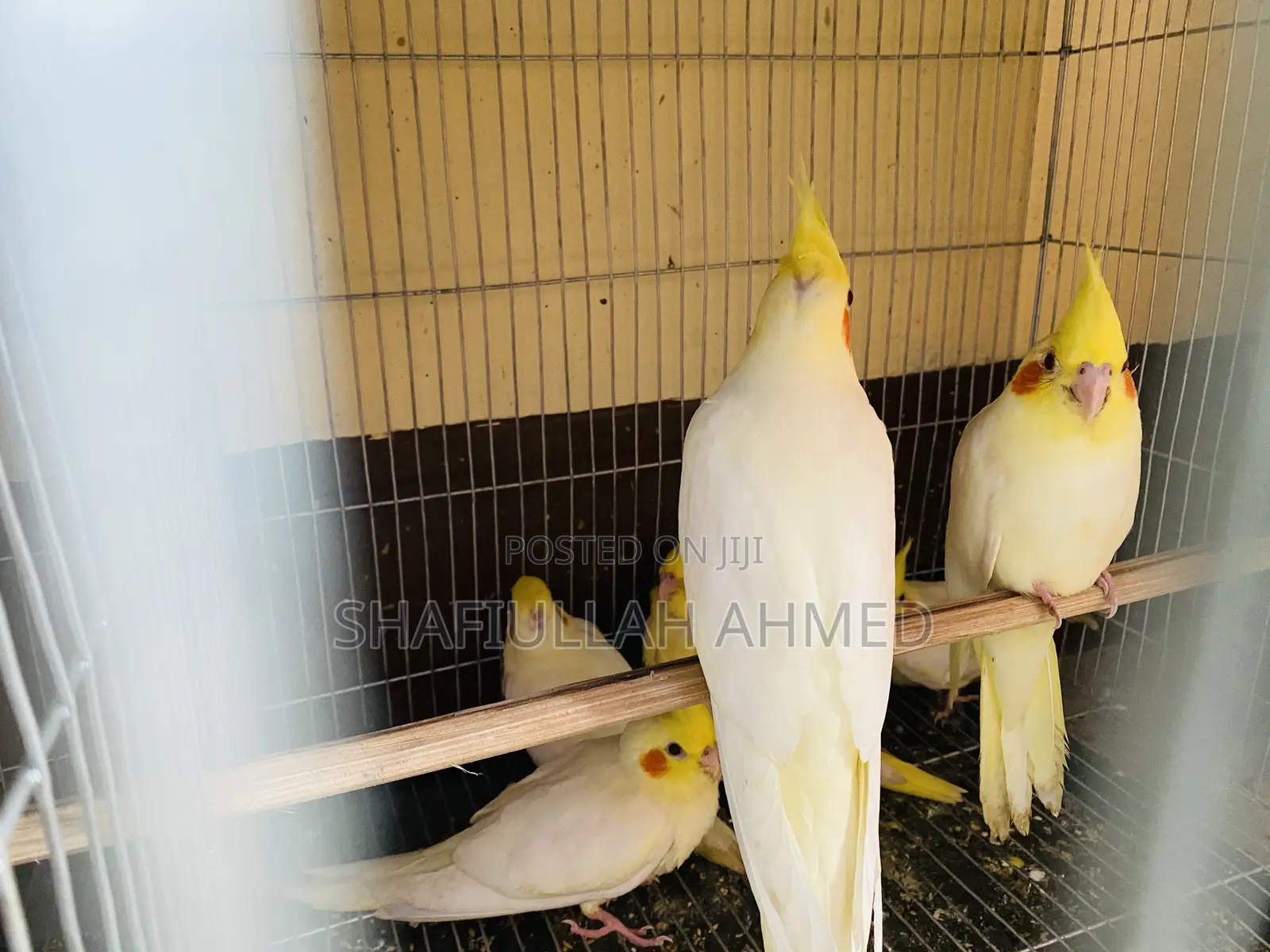 Lutino Cockatiel and Lutino Pearl Cockatiel