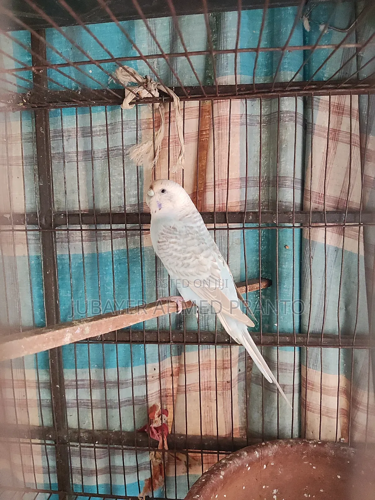 Bajigar Master Female 1.5 Years