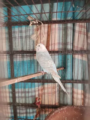 Bajigar Master Female 1.5 Years