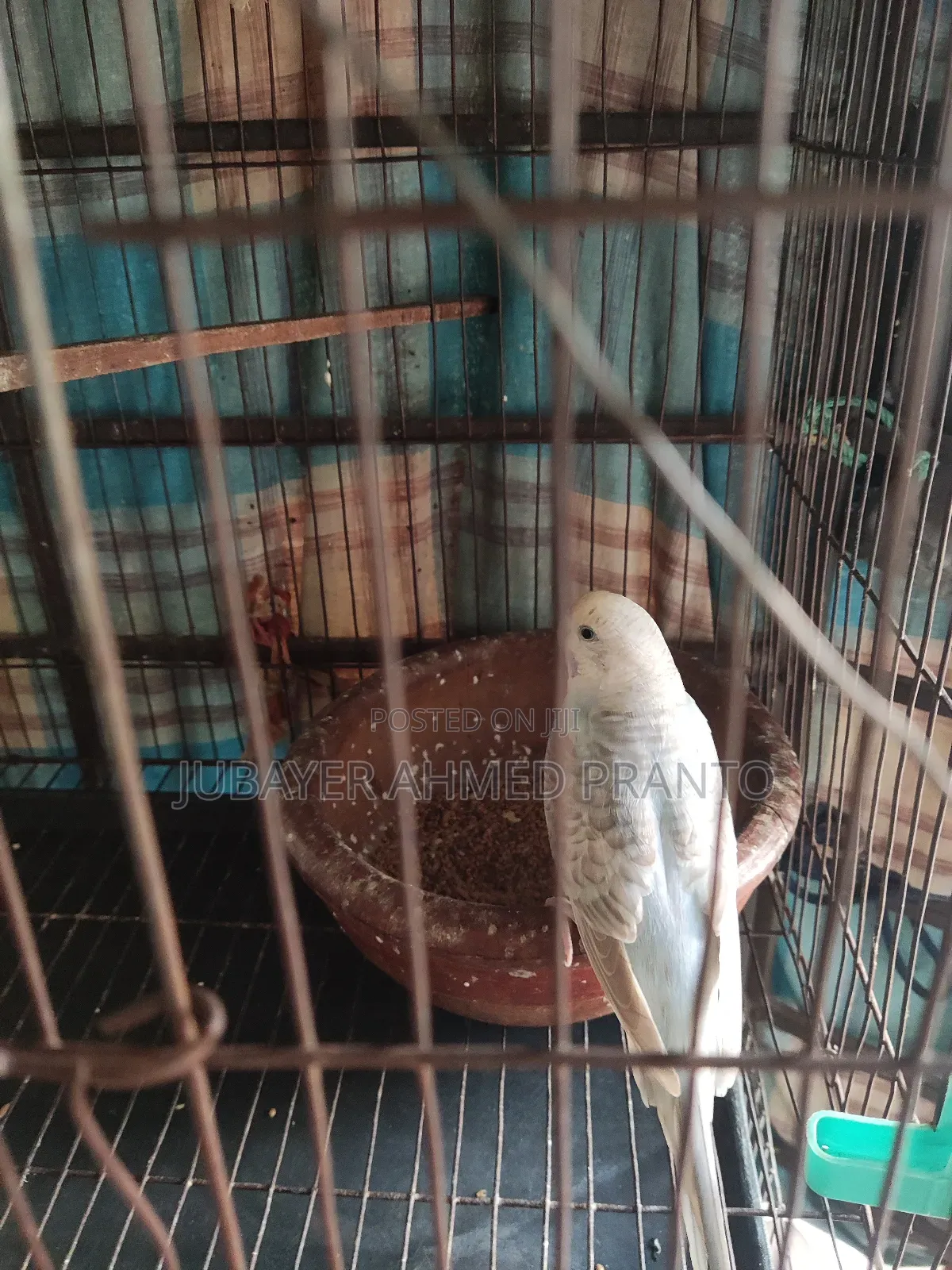 Bajigar Master Female 1.5 Years