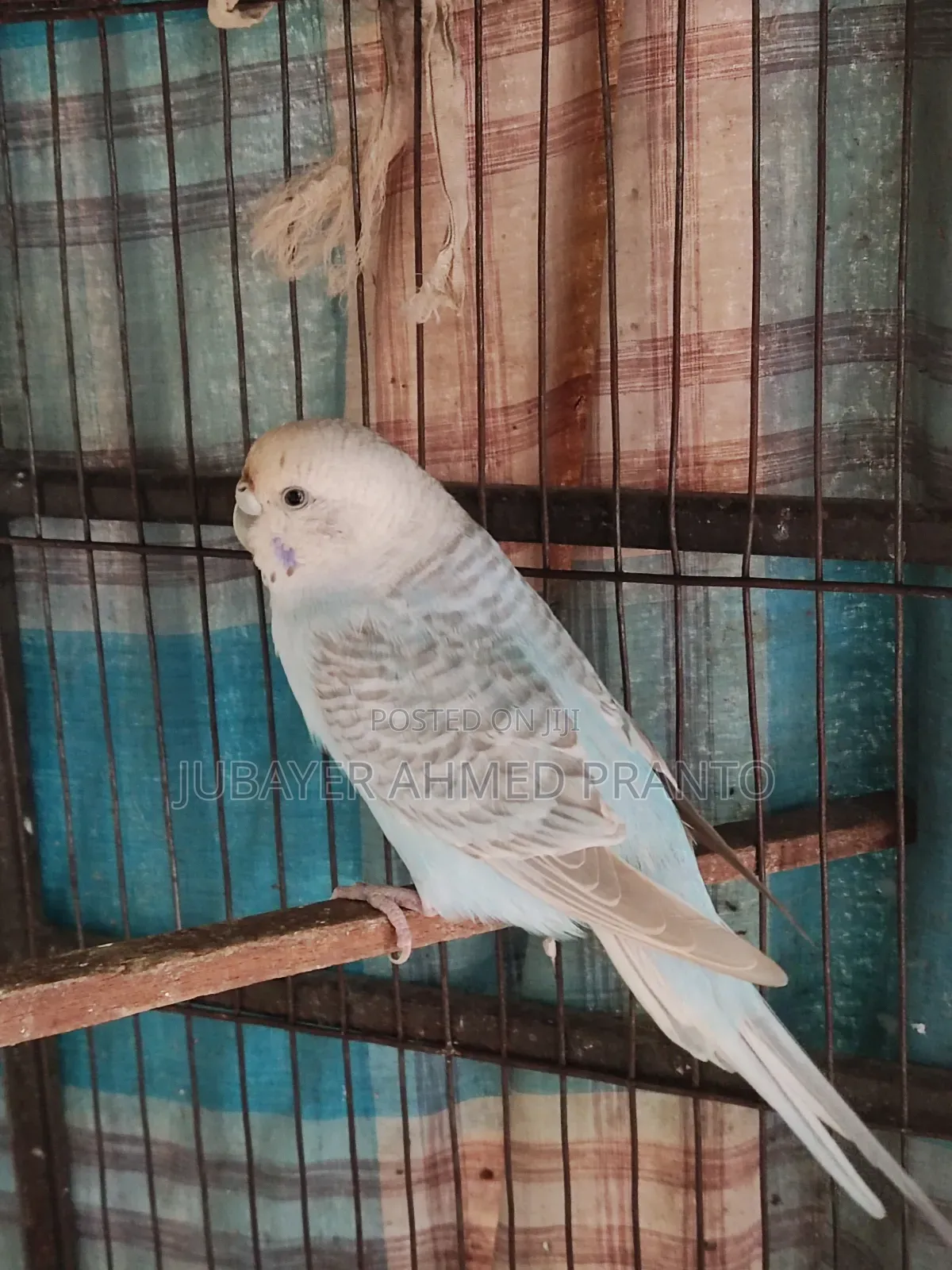 Bajigar Master Female 1.5 Years