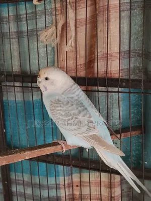 Bajigar Master Female 1.5 Years
