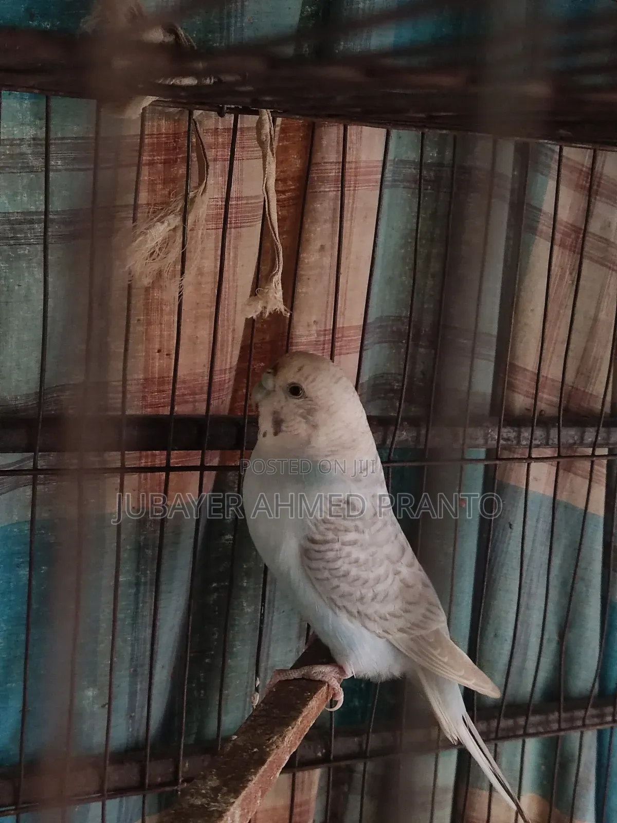 Bajigar Master Female 1.5 Years