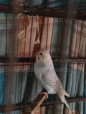 Bajigar Master Female 1.5 Years