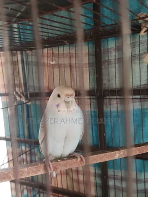 Bajigar Master Female 1.5 Years