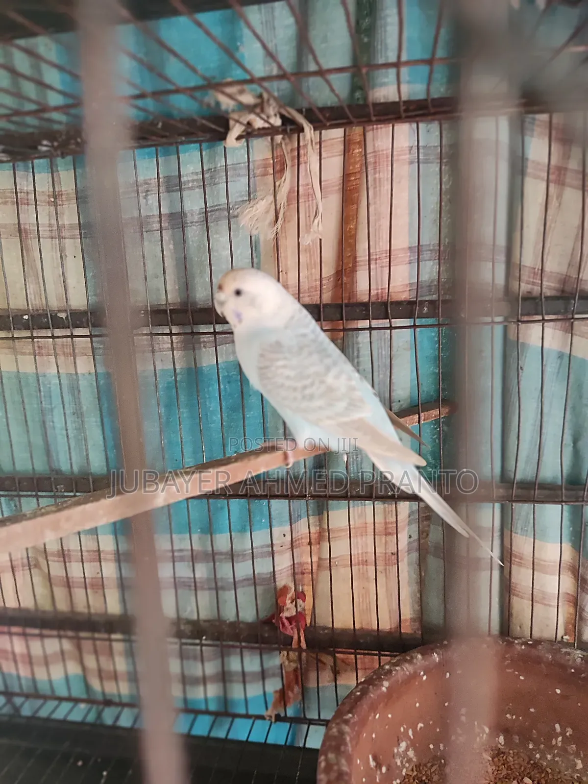 Bajigar Master Female 1.5 Years