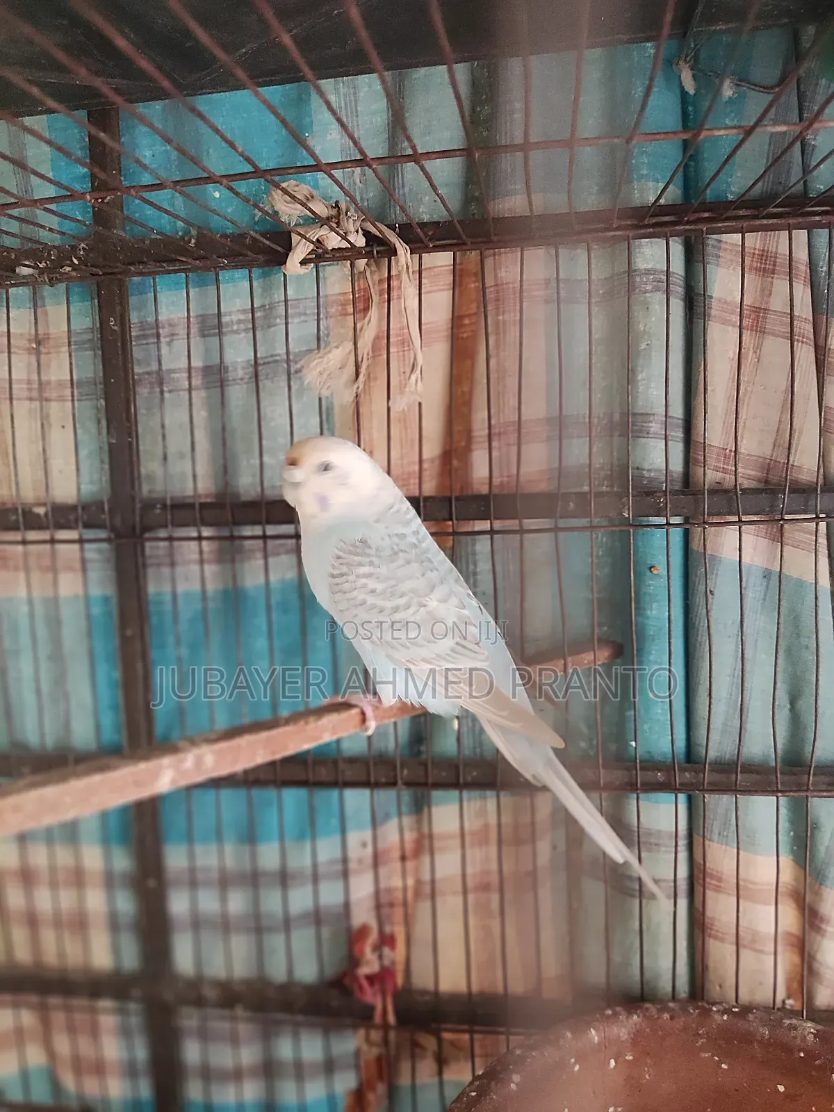 Bajigar Master Female 1.5 Years