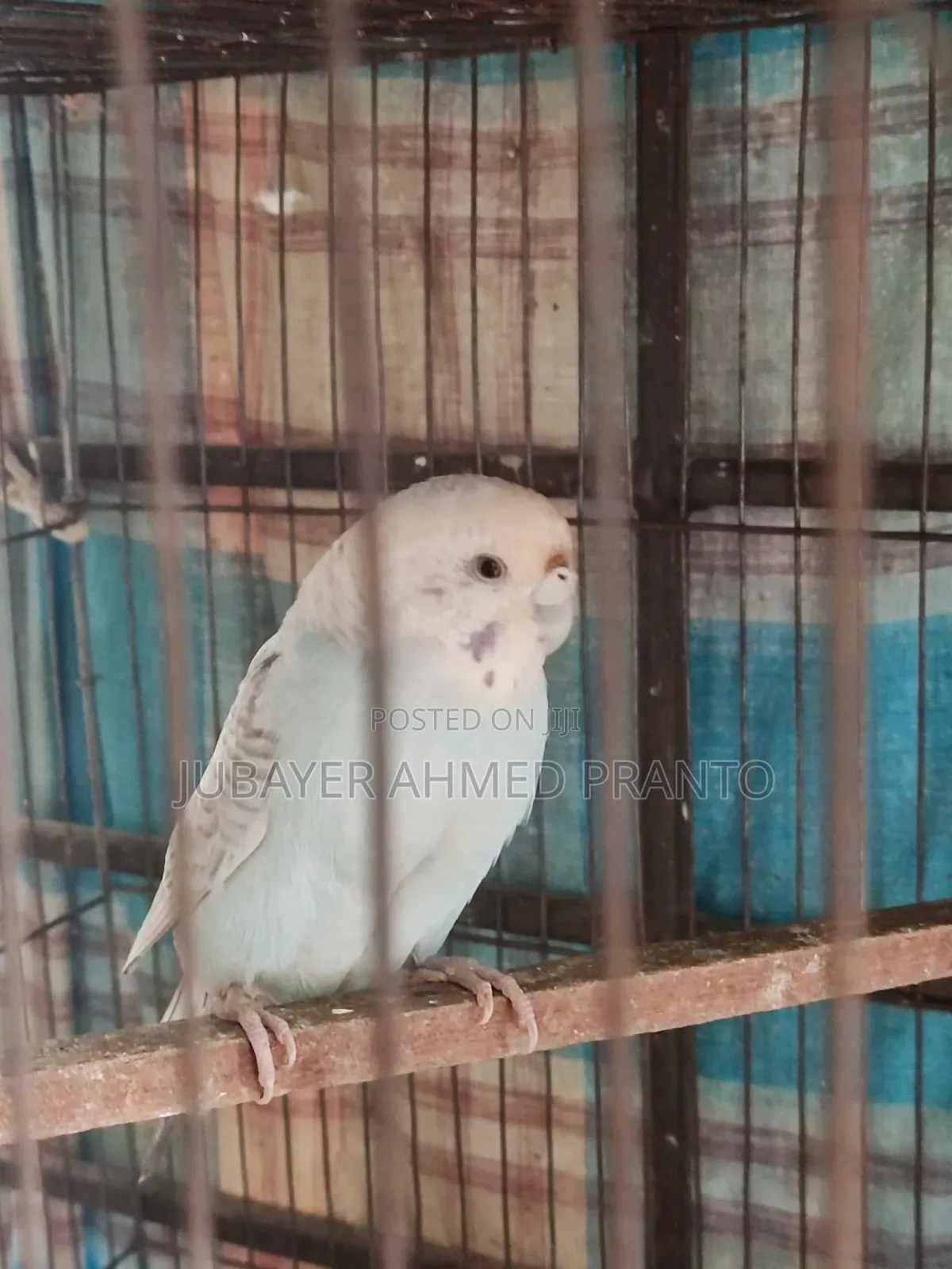 Bajigar Master Female 1.5 Years