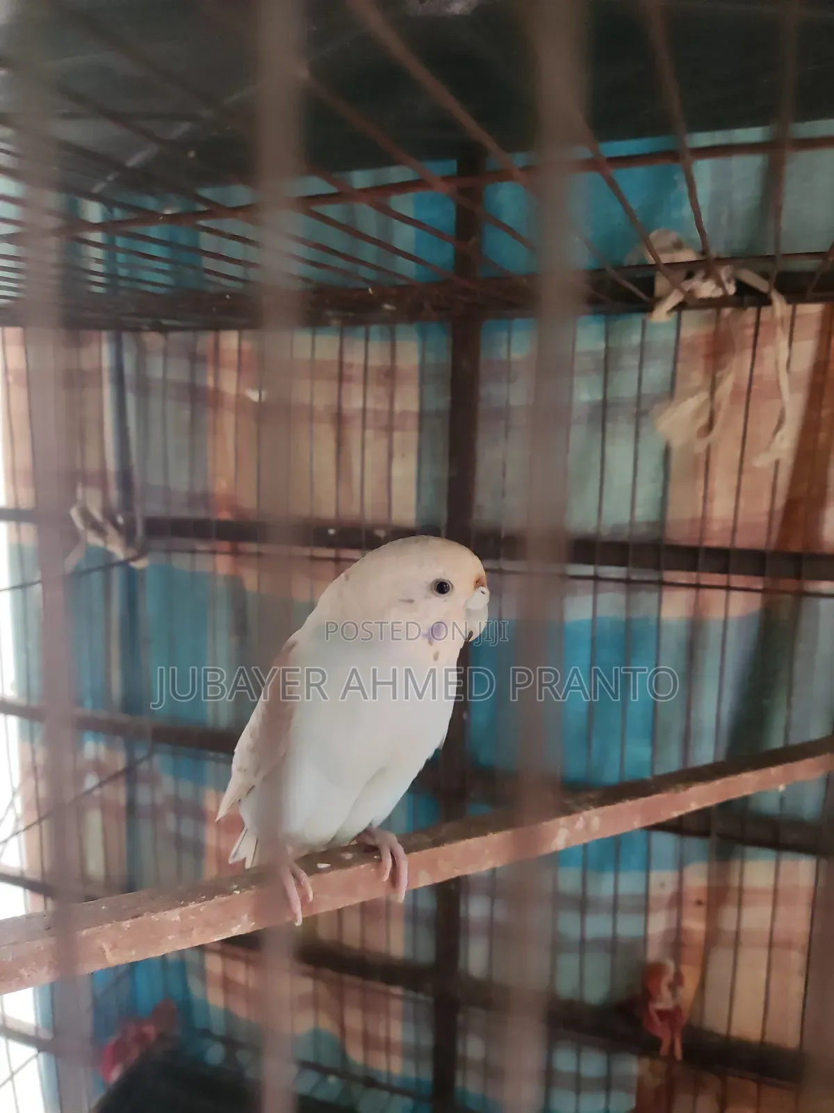 Bajigar Master Female 1.5 Years