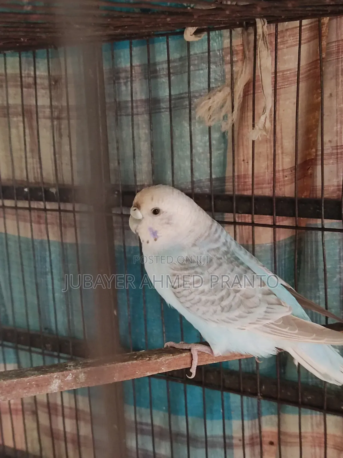 Bajigar Master Female 1.5 Years