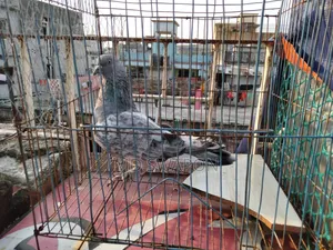 Photo - Bagha Mujhawala Nor