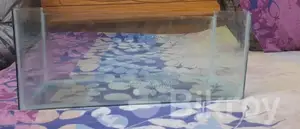 Photo - Aquarium for Sale