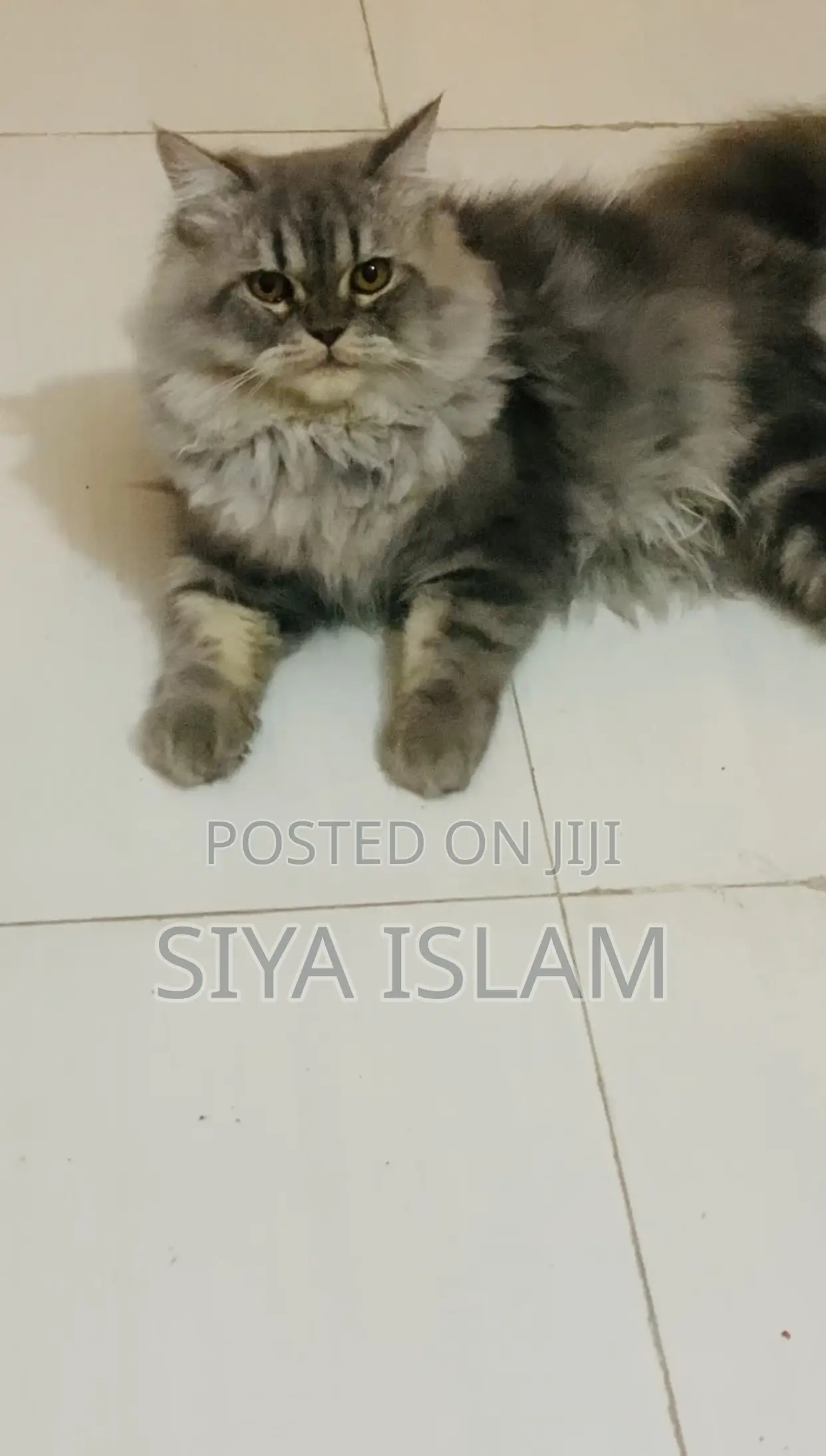 1+ Year Male Purebred Persian