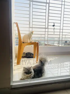 1+ Year Male Purebred Persian