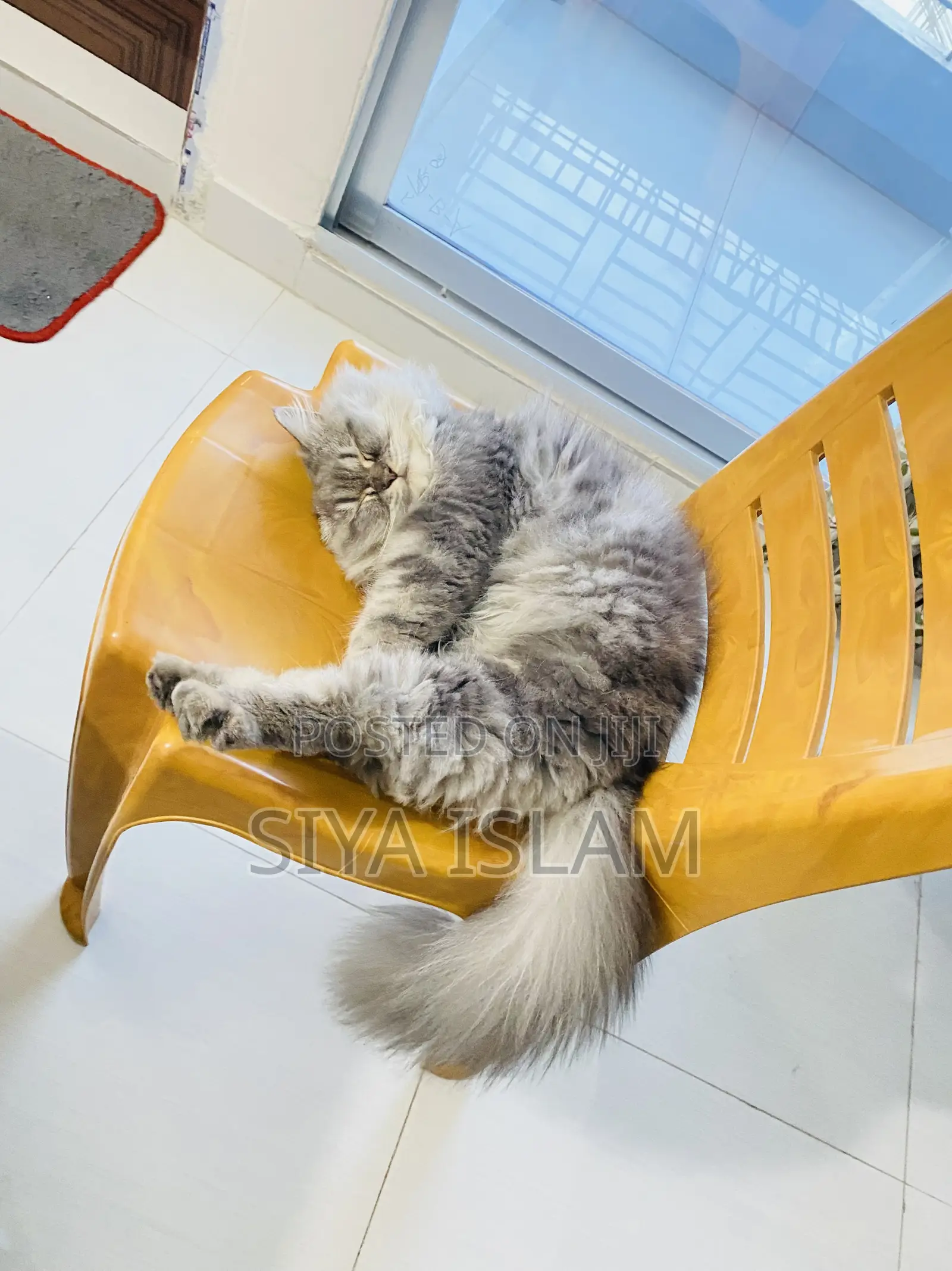 1+ Year Male Purebred Persian