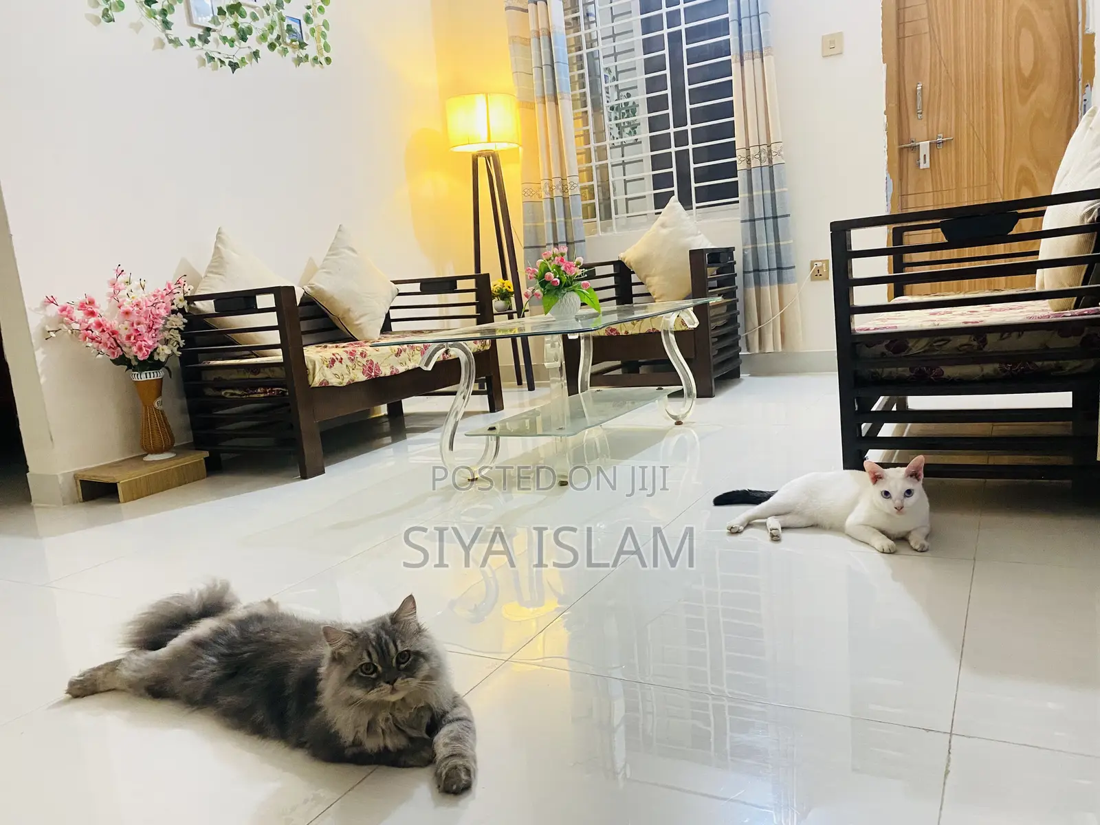 1+ Year Male Purebred Persian