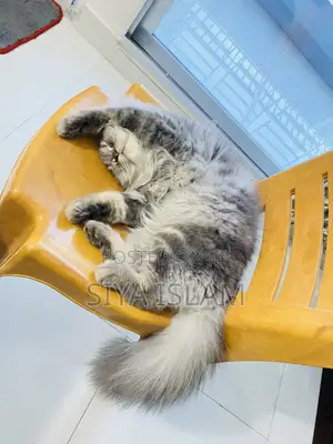 1+ Year Male Purebred Persian