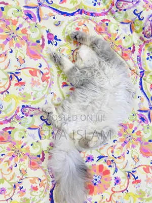 1+ Year Male Purebred Persian