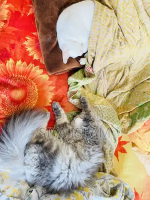 1+ Year Male Purebred Persian