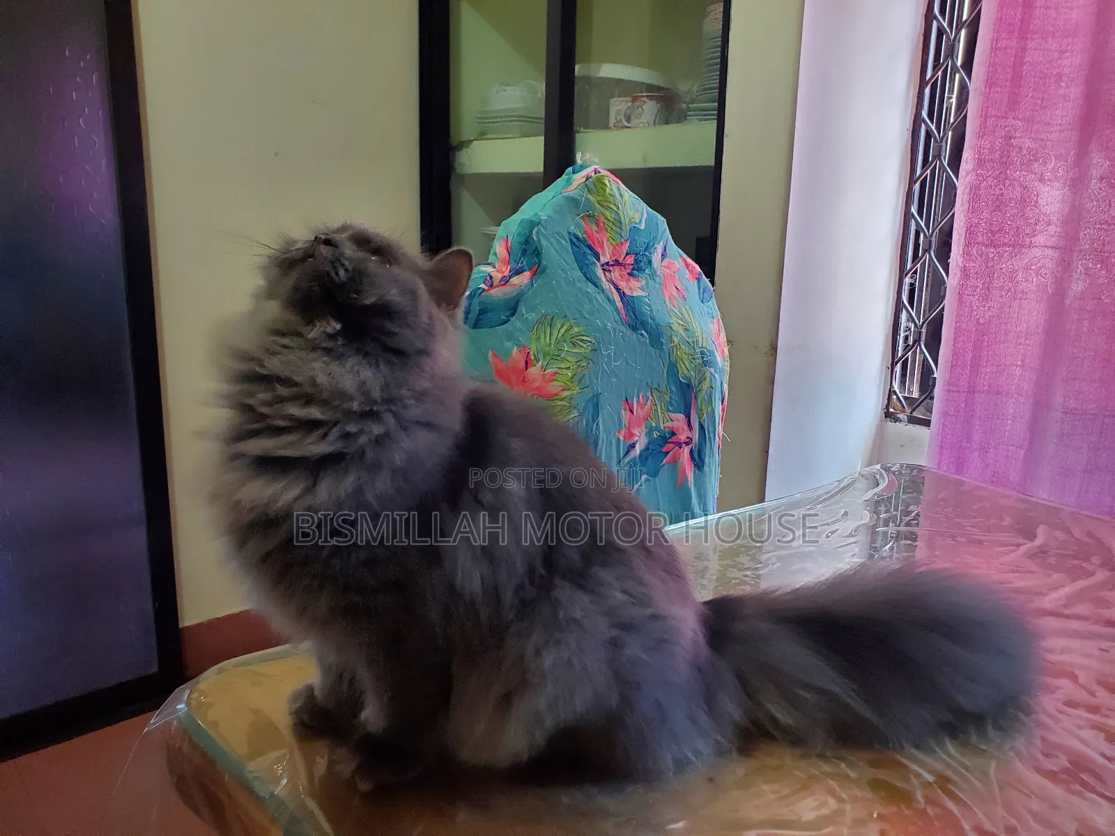 3-6 Months Female Purebred Persian