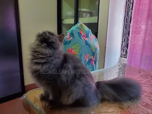 3-6 Months Female Purebred Persian