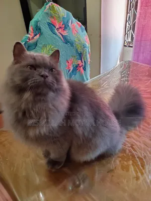 3-6 Months Female Purebred Persian