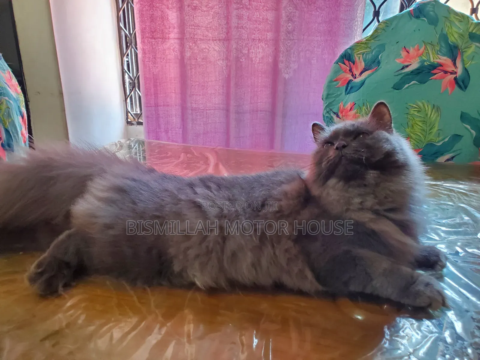 3-6 Months Female Purebred Persian