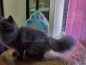 3-6 Months Female Purebred Persian