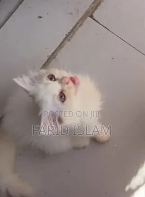 Photo - 1-3 Months Male Purebred Persian