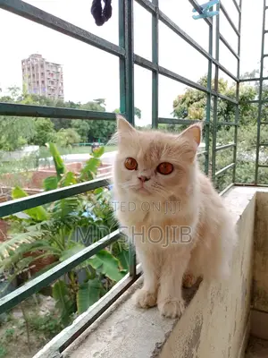 Photo - 6-12 Months Female Purebred Persian