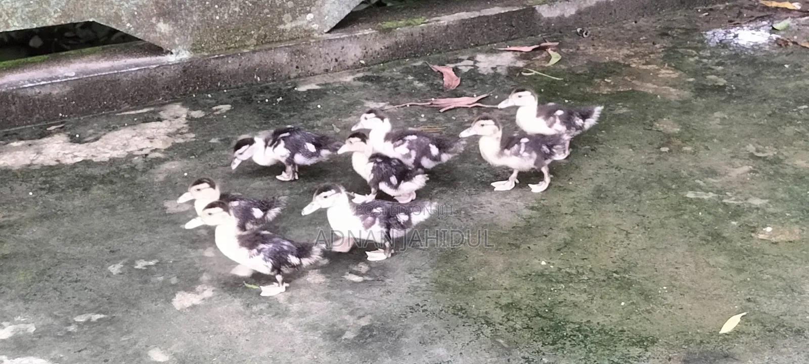 Muscovy Duck চিনা হাঁস বাচ্চা