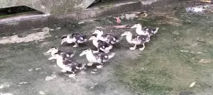 Photo - Muscovy Duck চিনা হাঁস বাচ্চা