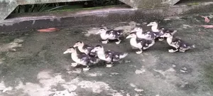 Muscovy Duck চিনা হাঁস বাচ্চা