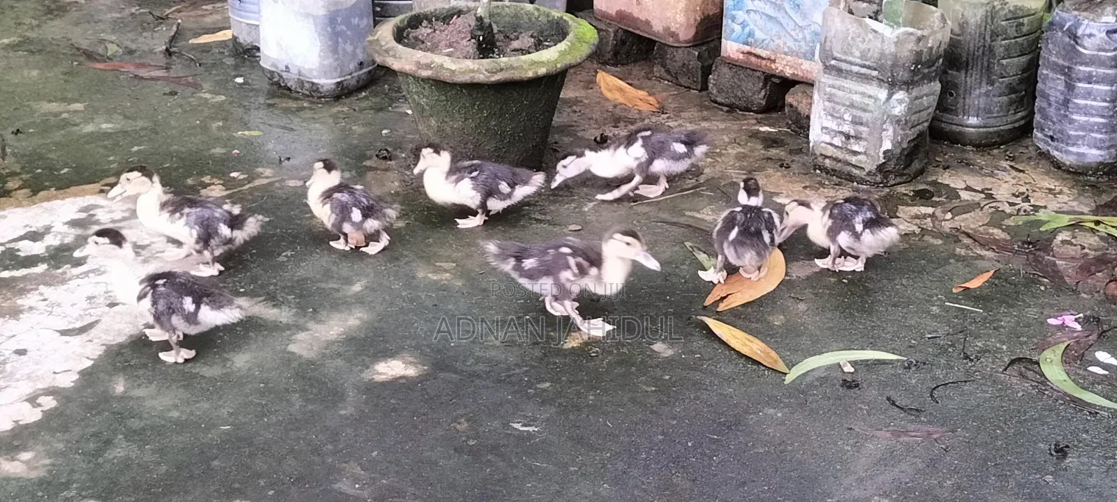 Muscovy Duck চিনা হাঁস বাচ্চা